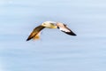 Closeup side view of seagull flying in the sky