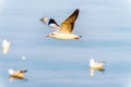 Closeup side view of seagull flying in the sky Royalty Free Stock Photo