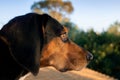 Closeup side view shot of a  dog`s head looking at the distance Royalty Free Stock Photo