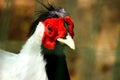 Closeup view of Silver Pheasant