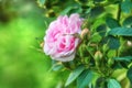 Closeup side view of a single pink rose growing in a park in spring. Flowering bush in a botanical garden or arboretum Royalty Free Stock Photo