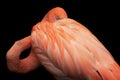 Closeup view of isolated sleeping flamingo