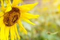 Closeup and side view of sunflower on blurry with sun flare background