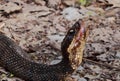 Cottonmouth snake side view