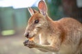 Wallaby eating Australia