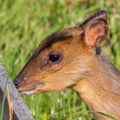 Closeup side view of a young muntjac deer in its natural habitat Royalty Free Stock Photo