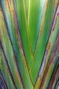 Closeup of side of Wild Banana plant