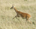 Closeup sideview adult Grant`s Gazelle running through grass Royalty Free Stock Photo