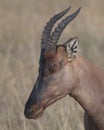 Closeup sideview adult Topi head standing in grass with head raised looking at camera