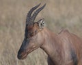 Closeup sideview adult Topi head standing in grass with head raised