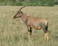 Closeup sideview adult Topi standing in grass with head raised looking forward