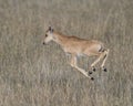 Closeup sideview airborne Topi calf running in grass with head raised looking forward