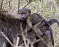 Closeup sideview of a baby baboon riding mother`s back through tall grass Royalty Free Stock Photo