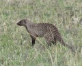 Closeup sideview of a banded mongoose standing in grass