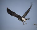 Closeup sideview of a Black-chested Harrier eagle flying with blue sky background