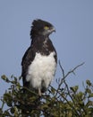 Closeup sideview of a Black-chested Harrier eagle sitting at the top of a tree with blue sky background