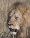 Closeup sideview face of large male lion