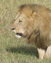 Closeup sideview face of large male lion