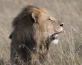 Closeup sideview face of large male lion with teeth showing