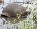 Closeup sideview of giant Galapagos Tortoise partially submerged Royalty Free Stock Photo