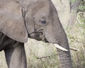 Closeup sideview of the head of an adult elephant with tusks feeding on tall grass Royalty Free Stock Photo