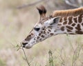 Closeup sideview of the head of a Masai Giraffe feeding with tongue visible Royalty Free Stock Photo