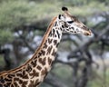 Closeup sideview of the head and neck of a Masai Giraffe looking ahead with a small bird on it`s neck Royalty Free Stock Photo