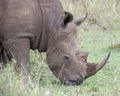 Closeup sideview of the head of a White Rhino standing eating grass Royalty Free Stock Photo