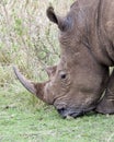 Closeup sideview of the head of a White Rhino standing eating grass Royalty Free Stock Photo