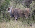 Closeup sideview of a large Eland standing in bushes and grass looking ahead