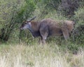 Closeup sideview of a large Eland standing in bushes and grass looking ahead