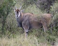 Closeup sideview of a large Eland standing in bushes and grass looking directly at you