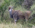 Closeup sideview of a large Eland standing in bushes and grass looking directly at you