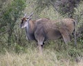 Closeup sideview of a large Eland standing in bushes and grass looking directly at you