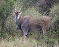 Closeup sideview of a large Eland standing in bushes and grass looking directly at you