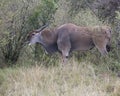 Closeup sideview of a large Eland standing eating a bush