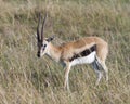 Closeup sideview male Thompson`s Gazelle standing in grass