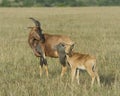 Closeup sideview mother Topi and calf standing in grass with head raised looking toward camera