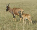 Closeup sideview mother Topi and calf standing in grass with head raised looking toward camera