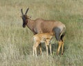 Closeup sideview mother Topi and calf standing in grass with head raised looking toward camera