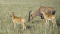 Closeup sideview Mother Topi with 2 calves standing in grass