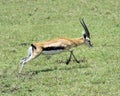 Closeup sideview of one male Thompson Gazelle with antlers running in short green grass