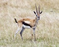 Closeup sideview of one male Thompson Gazelle with antlers standinging in grass with head alertly raised