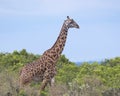 Closeup sideview of one Masai giraffe walking through high bushes with blue sky in the background Royalty Free Stock Photo