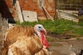 Closeup sideview portrait of a turkey in the farmyard