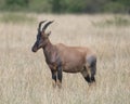 Closeup sideview of a single adult Topi with antlers standing in grass