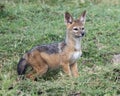 Closeup sideview of a single black-backed jackal cub standing in green grass looking alertly forward