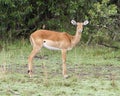 Closeup sideview of a single female impala standing in green grass