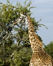 Closeup sideview of single giraffe standing with a tree in the background