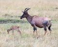 Closeup sideview of a single Topi calf in front of mother standing in grass